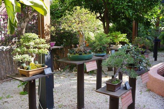 Jardín Museo del Bonsái